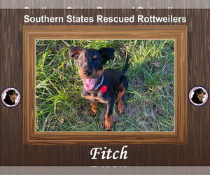 Mutt Dogs for adoption in White Hall, AR, USA