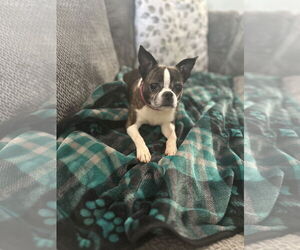 Boston Terrier Dogs for adoption in Rustburg, VA, USA