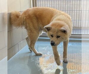 Akita Dogs for adoption in Riverside, CA, USA