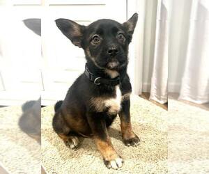 Mutt Dogs for adoption in Dana Point, CA, USA