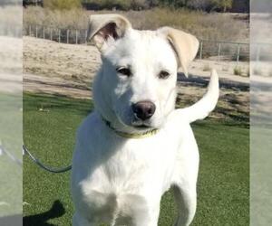 Retriever -Unknown Mix Dogs for adoption in Tucson, AZ, USA