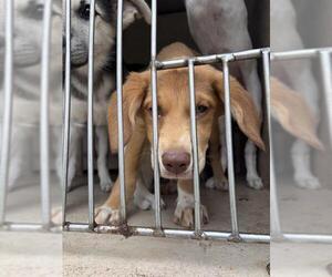 Mutt Dogs for adoption in Oklahoma City, OK, USA