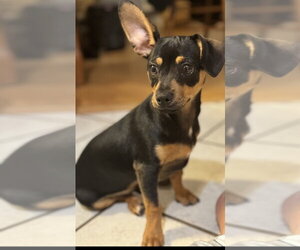 Chiweenie Dogs for adoption in Conway, AR, USA