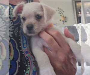 Pug-Unknown Mix Dogs for adoption in Lake Forest, CA, USA