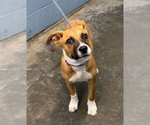 American Pit Bull Terrier-Unknown Mix Dogs for adoption in Evansville, IN, USA