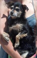 Vizsla Dogs for adoption in Lincoln, NE, USA