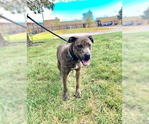 American Pit Bull Terrier Dogs for adoption in Olathe, KS, USA