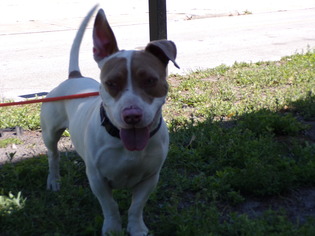 Medium Photo #1 Basset Hound-Unknown Mix Puppy For Sale in Sanford, FL, USA