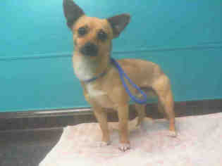 Chihuahua Dogs for adoption in Las Vegas, NV, USA