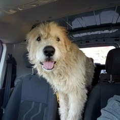 wolfhound pyrenees mix