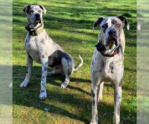 Great Dane Dogs for adoption in Eureka Springs, AR, USA