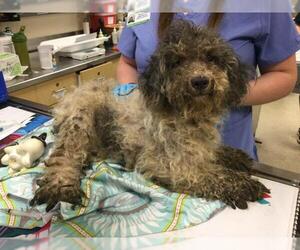 Mutt Dogs for adoption in Riverside, CA, USA