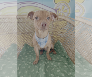 Medium Photo #2 Chihuahua-Unknown Mix Puppy For Sale in Bellevue, WA, USA