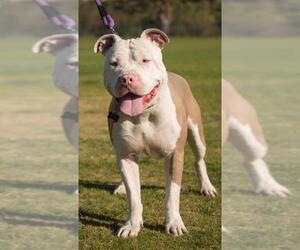 Bullypit Dogs for adoption in Pasadena, CA, USA