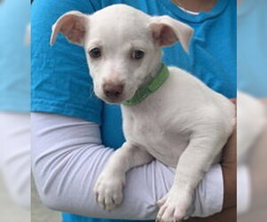 Mutt Dogs for adoption in Salinas, CA, USA