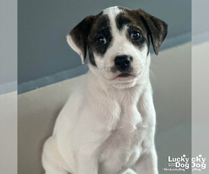 Labrador Retriever-Unknown Mix Dogs for adoption in Washington, DC, USA