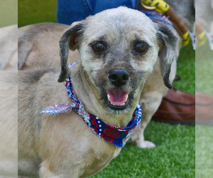 Shih Tzu Dogs for adoption in Rowlett, TX, USA