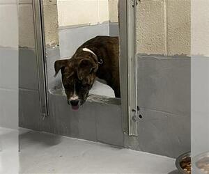 American Pit Bull Terrier-Unknown Mix Dogs for adoption in Augusta, GA, USA