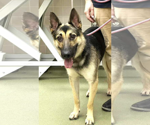 German Shepherd Dog Dogs for adoption in Kankakee, IL, USA