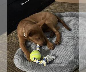 Australian Kelpie Dogs for adoption in San Antonio, TX, USA