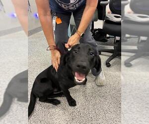 Labrador Retriever Dogs for adoption in Palmetto, FL, USA