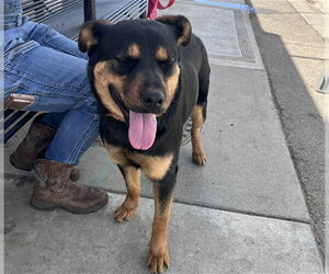 German Shepherd Dog-Unknown Mix Dogs for adoption in Stockton, CA, USA