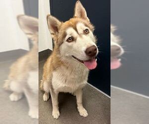 Siberian Husky Dogs for adoption in HESPERIA, CA, USA