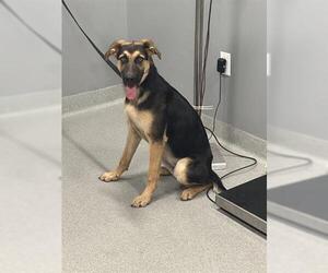 German Shepherd Dog Dogs for adoption in San Martin, CA, USA