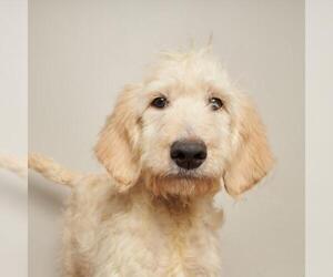 Goldendoodle Dogs for adoption in Eden Prairie, MN, USA