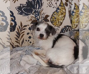 Mutt Dogs for adoption in Grafton, WI, USA