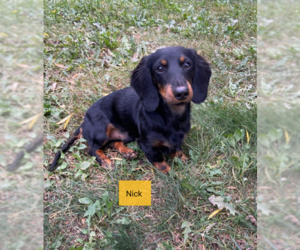Dachshund Dogs for adoption in Sioux Falls, SD, USA