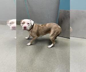 American Pit Bull Terrier-Unknown Mix Dogs for adoption in Las Vegas, NV, USA