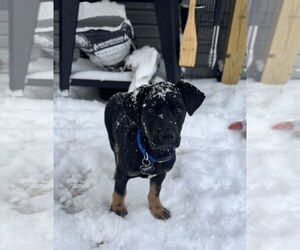 German Shepherd Dog-Unknown Mix Dogs for adoption in Hinton, WV, USA