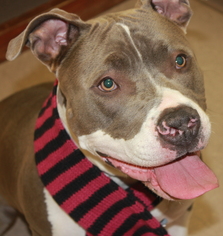 American Pit Bull Terrier-Unknown Mix Dogs for adoption in Clayton, NJ, USA