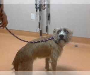 Border Terrier Dogs for adoption in Martinez, CA, USA