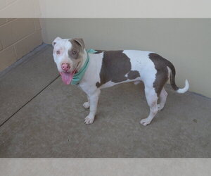 American Pit Bull Terrier-Unknown Mix Dogs for adoption in McKinney, TX, USA