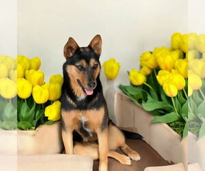 Mutt Dogs for adoption in Menifee, CA, USA