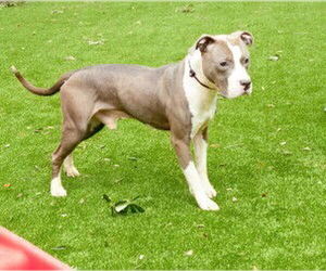 Mutt Dogs for adoption in Sanford, FL, USA