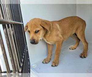 Chow Chow-Labrador Retriever Mix Dogs for adoption in Houston, TX, USA
