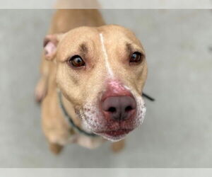 American Pit Bull Terrier Dogs for adoption in Tulsa, OK, USA