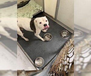 American Pit Bull Terrier Dogs for adoption in Glen Allen, VA, USA