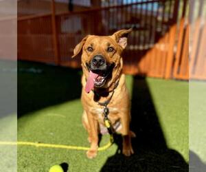 Labrador Retriever-Unknown Mix Dogs for adoption in Las Vegas, NV, USA