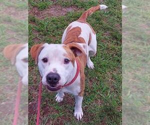 American Staffordshire Terrier Dogs for adoption in Fort Lauderdale, FL, USA