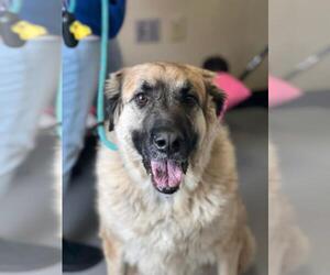 Anatolian Shepherd-Great Pyrenees Mix Dogs for adoption in Rockwall, TX, USA