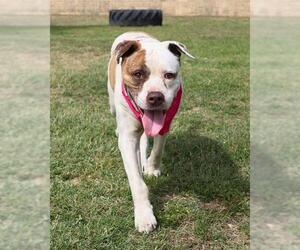 American Staffordshire Terrier-Unknown Mix Dogs for adoption in San Antonio, TX, USA