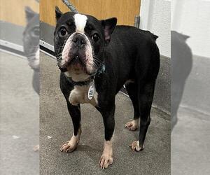 Medium Photo #1 Boston Terrier Puppy For Sale in Forestville, MD, USA