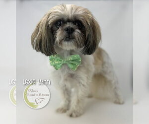 Shih Tzu Dogs for adoption in Benton, LA, USA