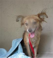 Chihuahua Dogs for adoption in Litchfield Park, AZ, USA