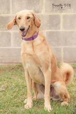 Labradoodle Dogs for adoption in Lake Jackson, TX, USA