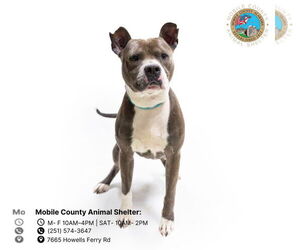 Staffordshire Bull Terrier Dogs for adoption in Mobile, AL, USA